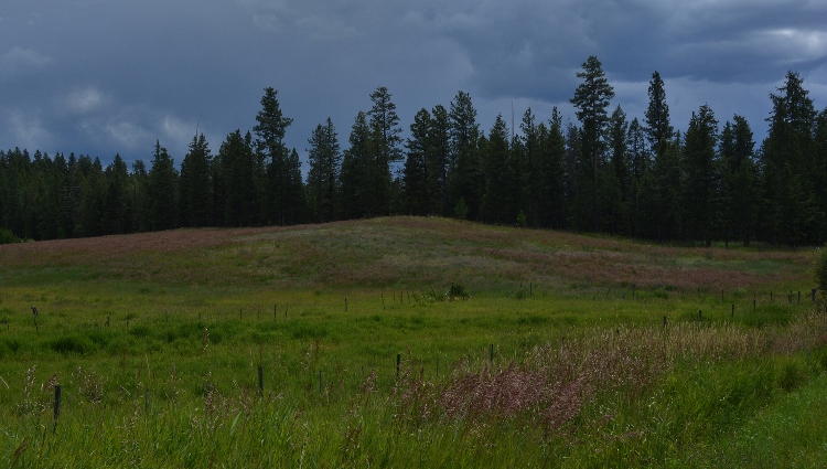 meadow with wildflowers